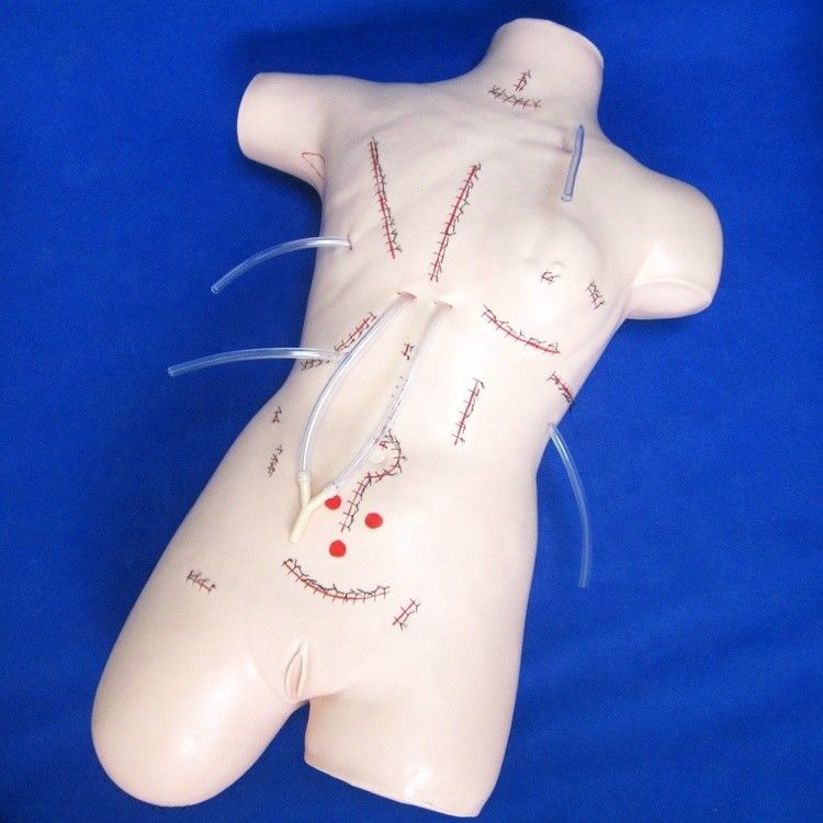 Modèle réaliste d'enseignement de l'appendicectomie pour les compétences de pansement et de suture