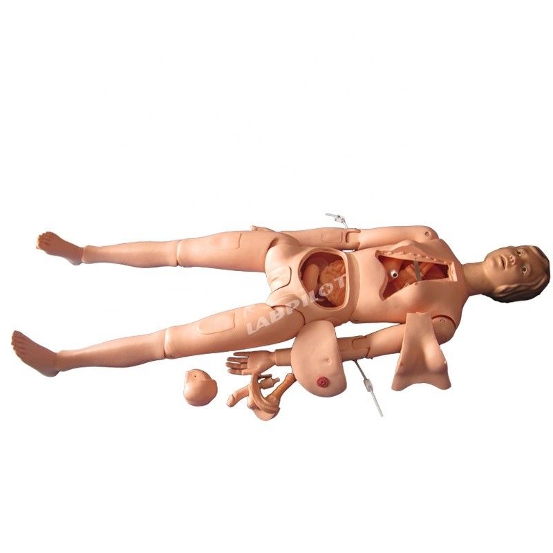 Organes internes Formation en soins infirmiers Manikine de taille humaine
