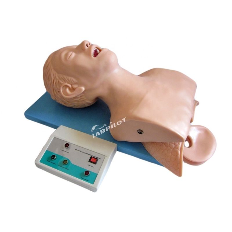 Modèle de tête d'intubation de la trachée adulte de taille humaine avec anatomie pulmonaire et gastrique des voies respiratoires