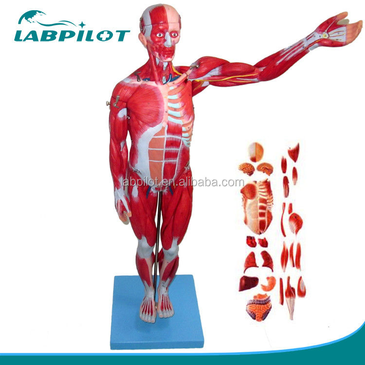 Modèle anatomique 27 parties Muscles du corps entier avec organes internes 78cm Modèle anatomique