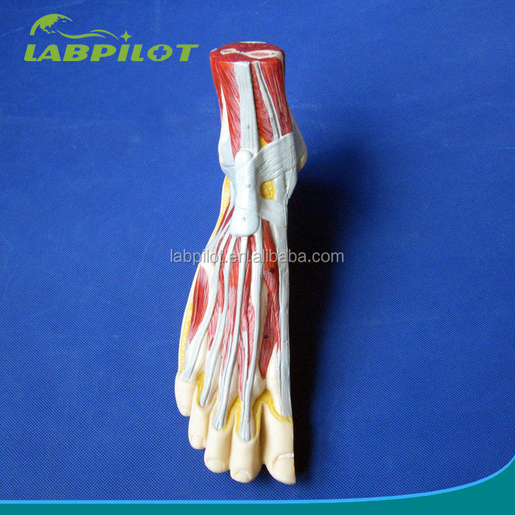 Modèle anatomique du pied Taille de la vie humaine Anatomie de la section sagittale médiane détaillée
