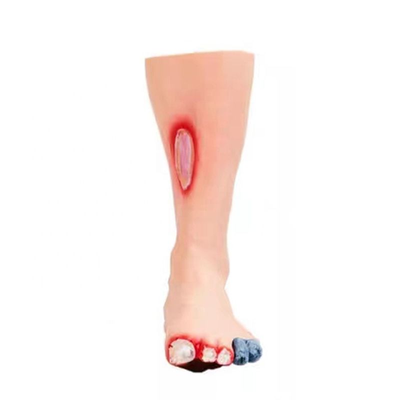 Modèle de pied de taille humaine L'outil essentiel pour les professionnels de soins des pieds diabétiques