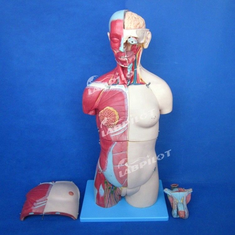 Avantage de 333 positions numérotées Modèle anatomique du corps humain avec des muscles et des organes