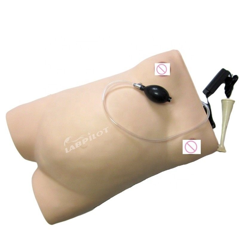 Taille de vie humaine Grossesse mannequin Auscultation Simulateur d'enseignement pour les sciences médicales