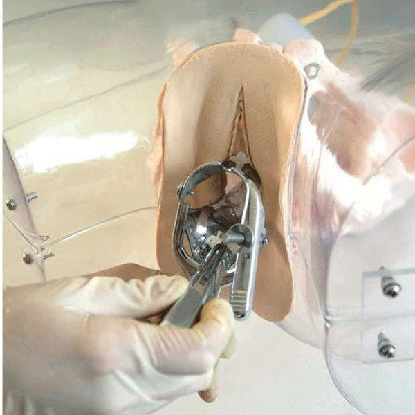 Modèle de curettage utérin transparent pour l'école d'infirmière