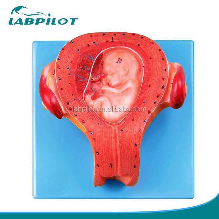 Modèle d'embryon enceinte de troisième mois Uterus avec cordon ombilical