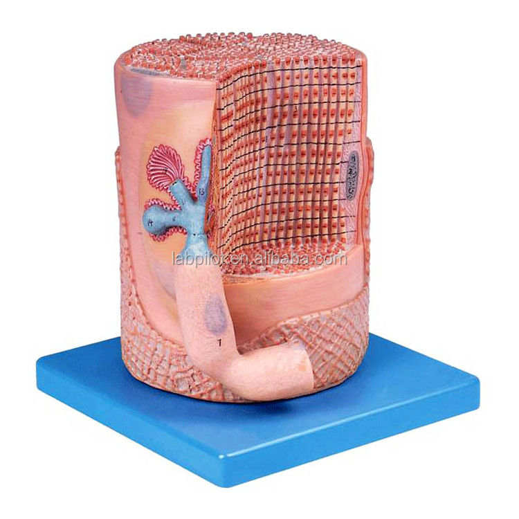 Science médicale avancée en PVC Modèle anatomique Fibres musculaires squelettiques Noyau de cellule musculaire Modèle 3D
