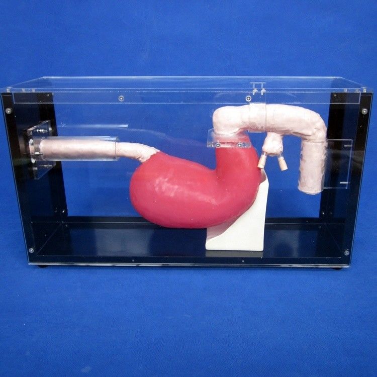 Gastroscope de taille humaine Duodénoscope et ERCP pour l'enseignement de l'anatomie gastro-intestinale