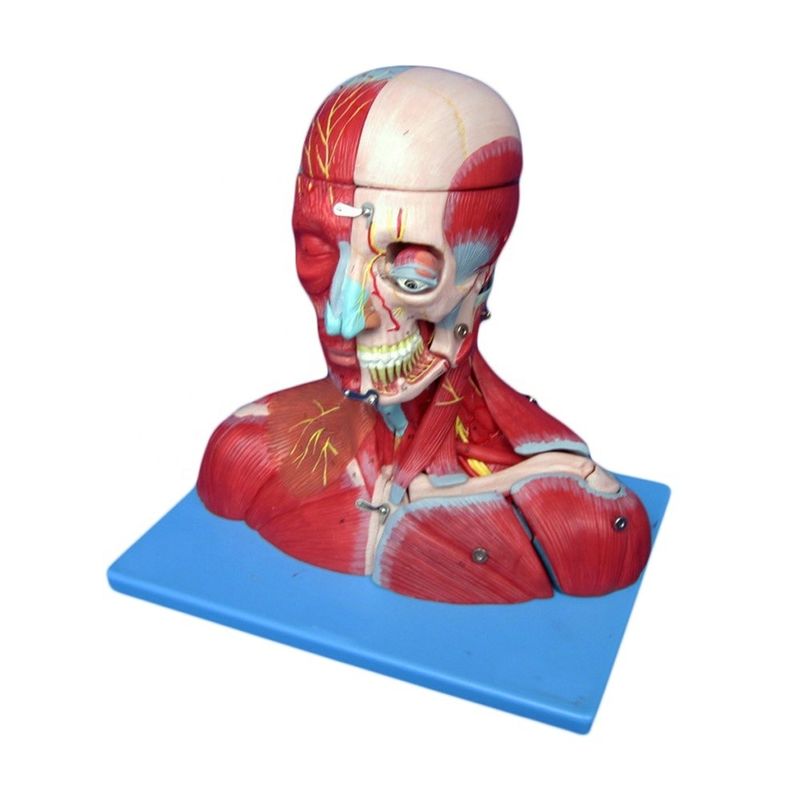 Étude médicale avancée PVC Tête humaine Muscles, nerfs et cerveau Modèle anatomique du torse