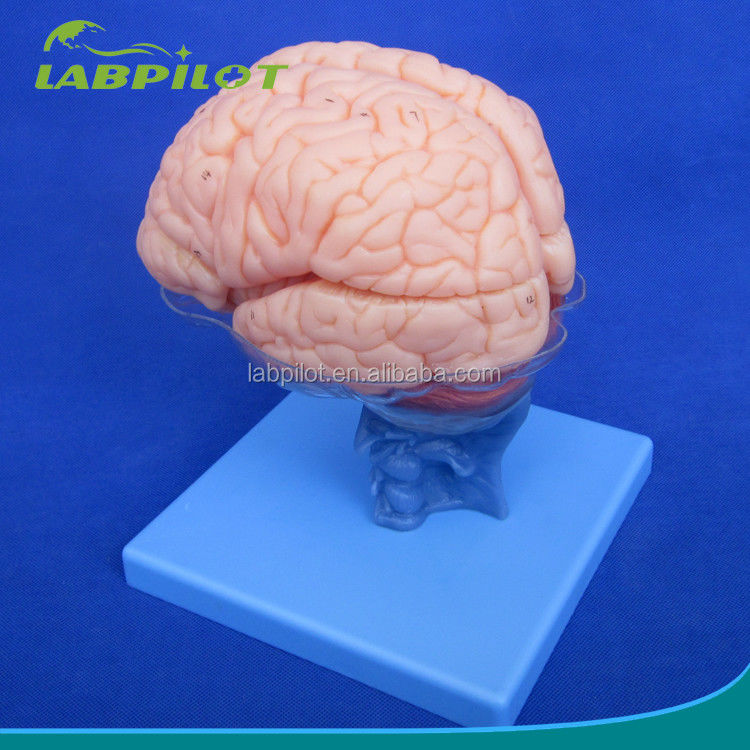 Taille de vie humaine 3D Enseignement de l'anatomie Modèle 15 Pièces détachables pour la science médicale