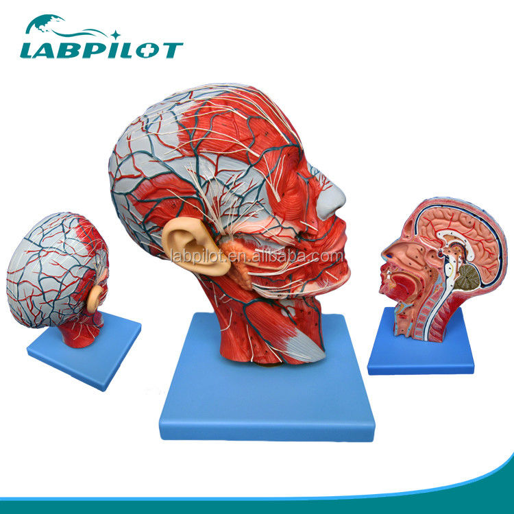 Modèle bilatéral de la demi-tête et du cerveau pour les hôpitaux montrant la section sagittale médiane de la tête