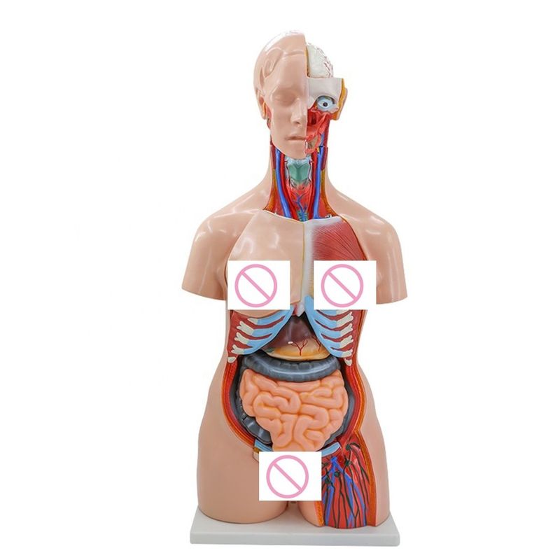40 parties Cerveau Cœur Poumon Estomac Rinière Modèle pour l'enseignement de l'anatomie médicale dans les hôpitaux