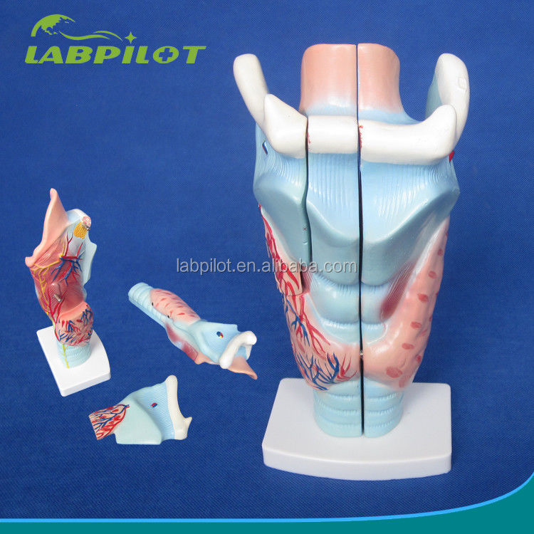 Modèle à trois parties du larynx et de la glande thyroïde essentiel à l'étude du système respiratoire humain