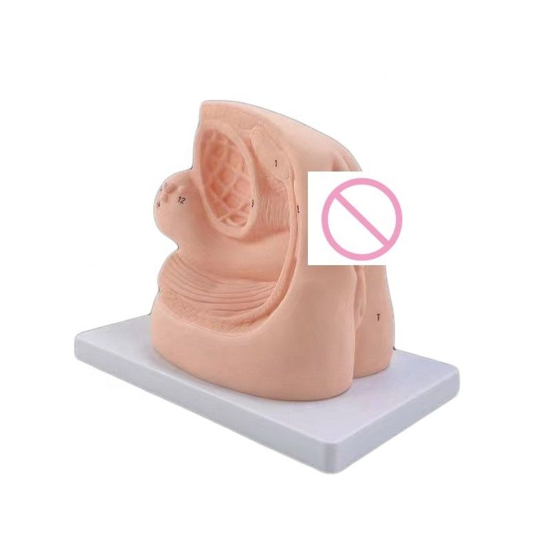 Combination infirmière mannequin taille de la vie humaine modèle d'organes génitaux féminins pour l'enseignement