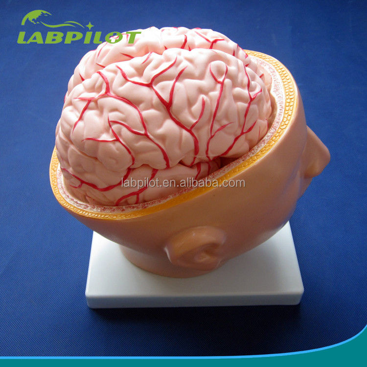 Exposition de l'école de biologie Modèle du cerveau La taille de la vie humaine avec des artères et la tête PVC avancé