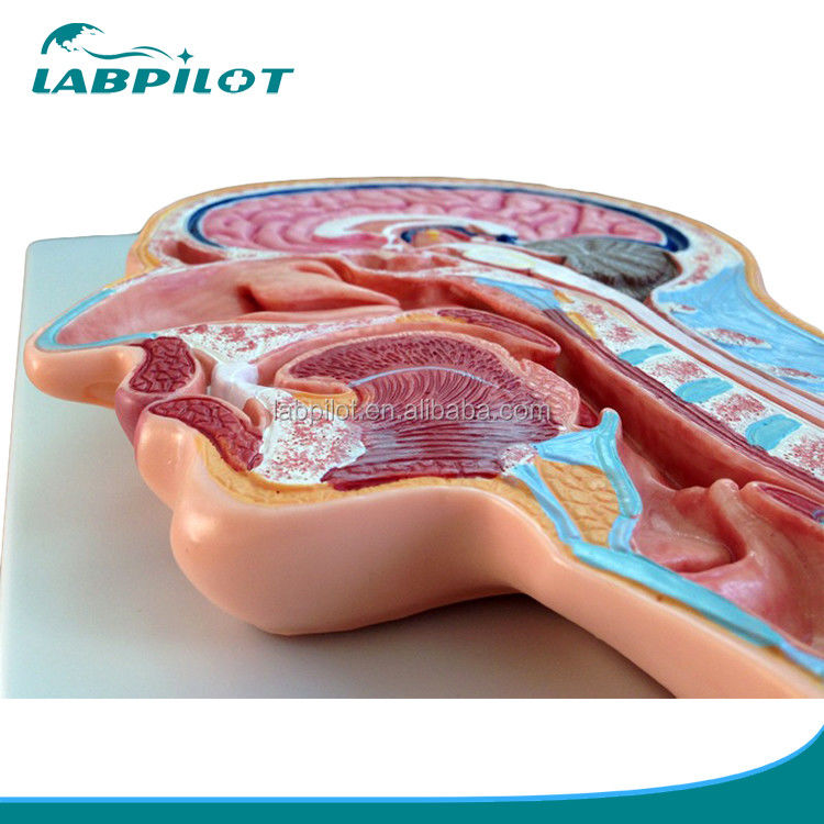 Catégories Modèle d'anatomie du système nerveux Modèle médiane de tête et de cerveau pour les hôpitaux