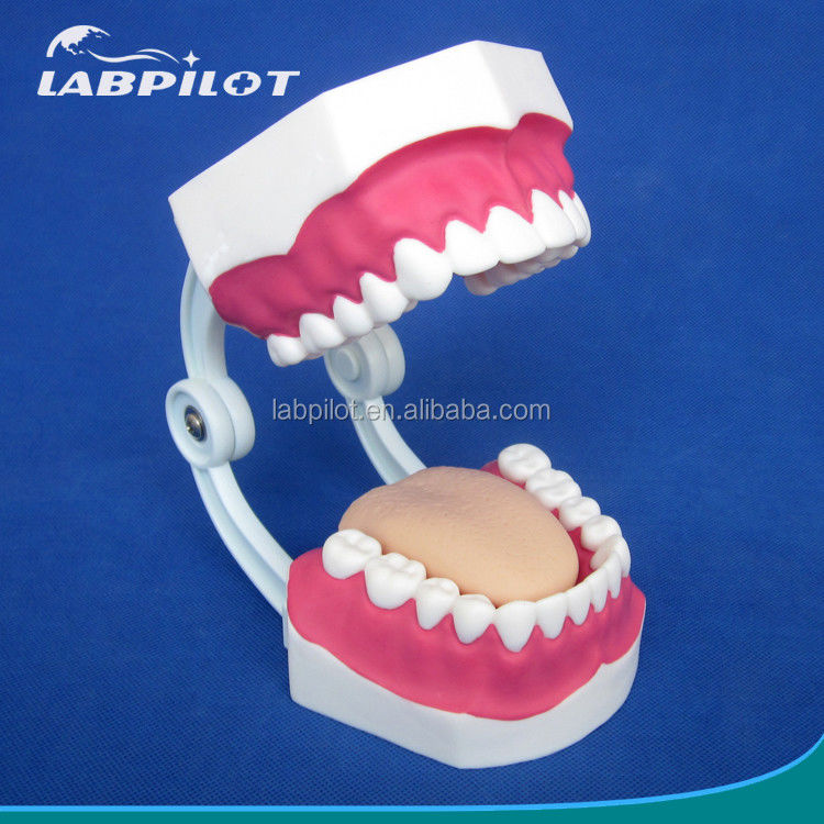 Modèle dentaire de taille humaine 28 dents modèle de brossage des dents pour l'enseignement de la maternelle