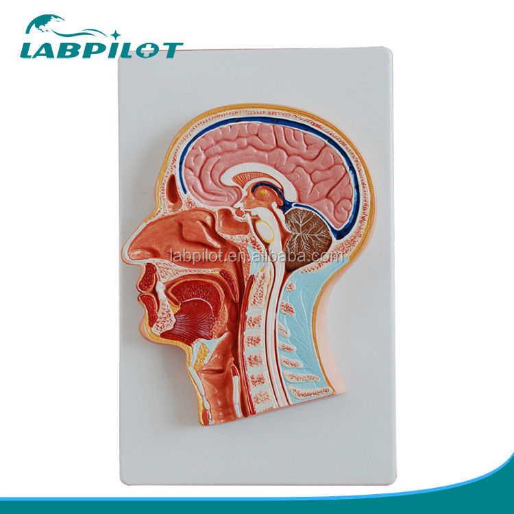 Modèle de tête et de visage à section médiane en PVC avancé pour l'enseignement de l'anatomie