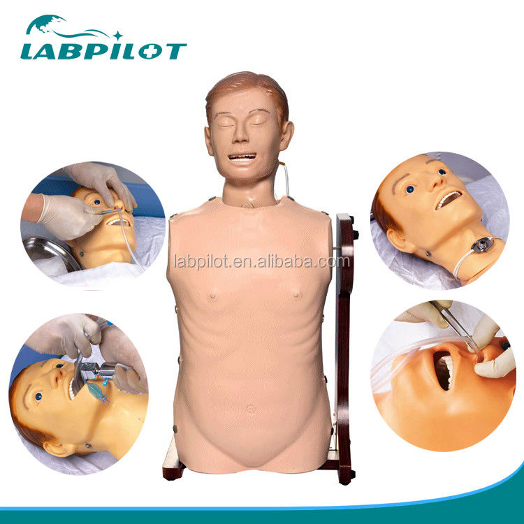 Mannequin d'alimentation nasale de taille humaine pour les voies respiratoires et la pratique gastro-intestinale