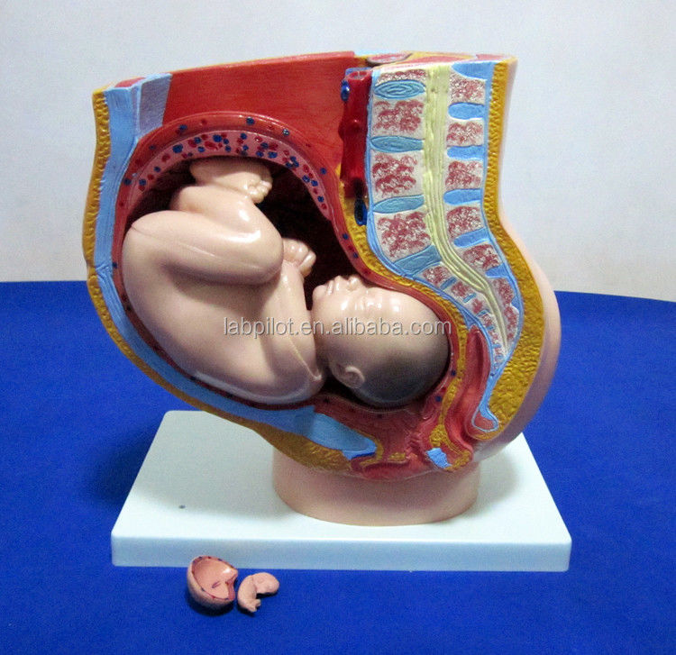 Modèle de science médicale Pelvis féminin Fœtus Uterus et embryon à la 40e semaine de grossesse