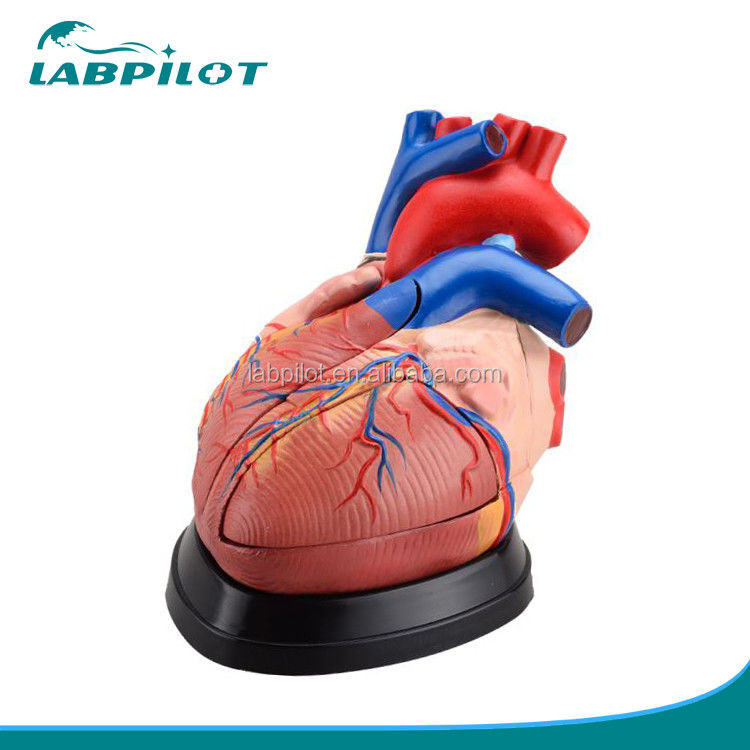 Modèle 3D de l'anatomie du cœur humain pour démonstration anatomique 3 fois agrandie 5 parties