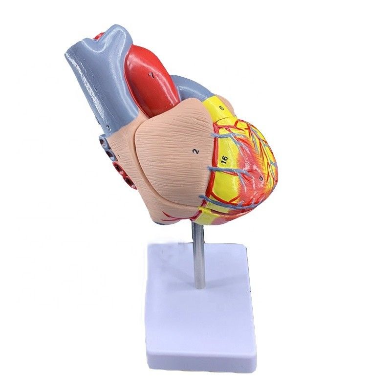 Taille de vie 2 pièces Anatomie médicale Parties du corps humain Modèle de cœur pour démonstration