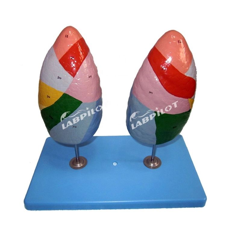 Segments bronchopulmonaires du modèle pulmonaire Taille de la vie humaine pour les écoles et l'enseignement médical