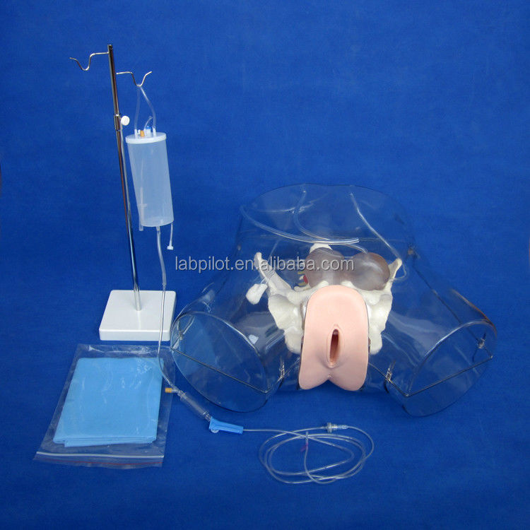 Modèle réaliste du bassin féminin pour l'outil de simulateur d'entraînement en dilatation et curettage