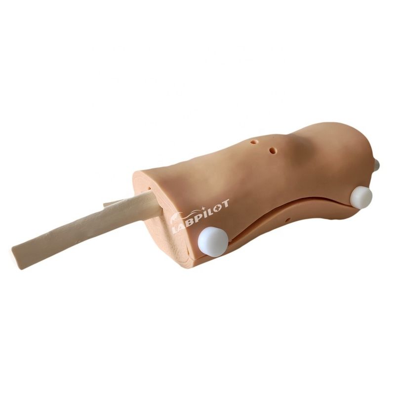 Modèle d'arthroscopie de taille humaine Modèle de démonstration d'enseignement médical de l'articulation du genou