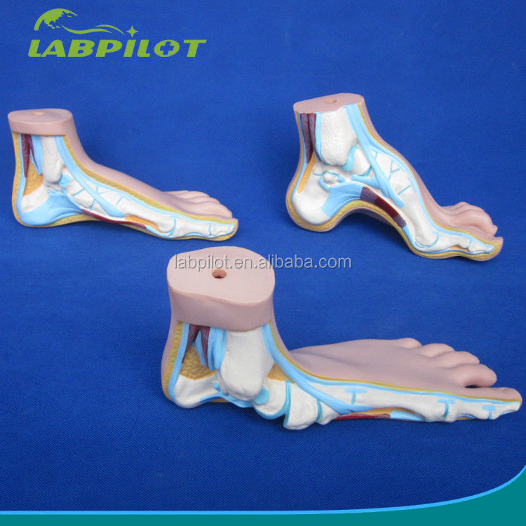 Catégories Structures détaillées de l'anatomie Modèles 3D biologiques normaux de pieds plats et en arc