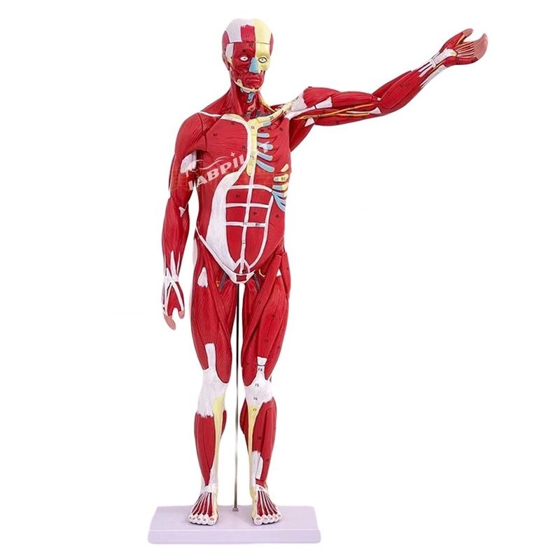Article Modèle d'anatomie du corps humain montrant les organes internes et les muscles Mannequin de torse
