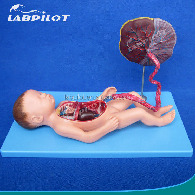 Science médicale Modèle de circulation fœtale peint avec placenta et cordon ombilical du cœur
