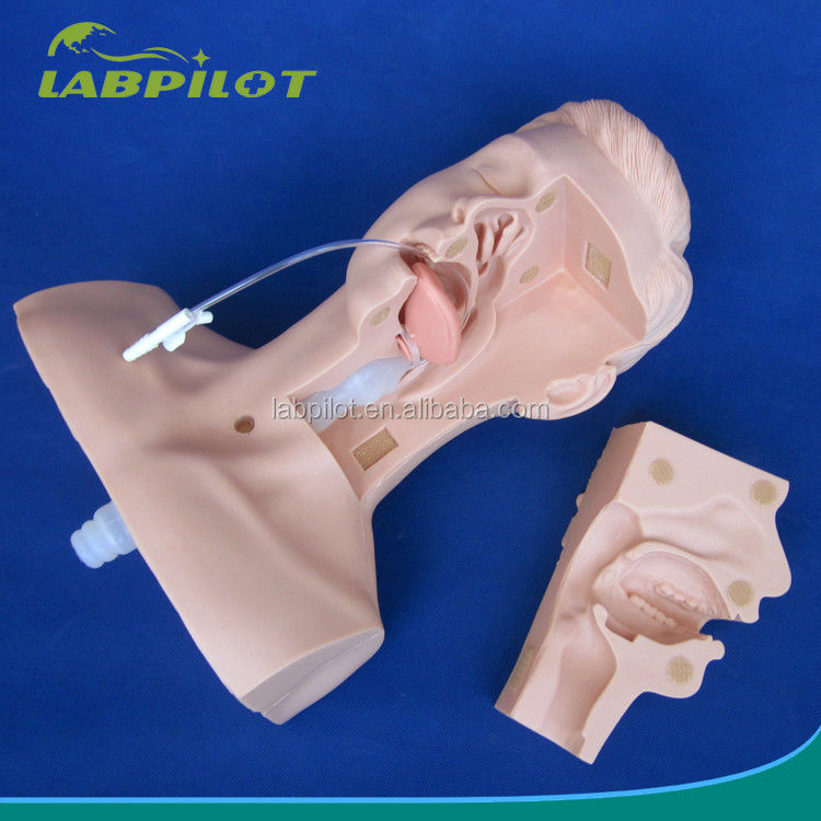 Modèle polyvalent d'aspiration de la cavité orale et nasale pour la formation clinique des collèges de médecine