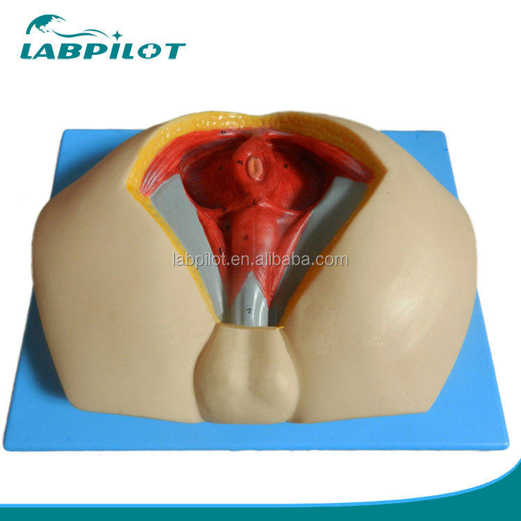 Modèle avancé du périnée en PVC de taille humaine pour comprendre l'anatomie périnéale masculine