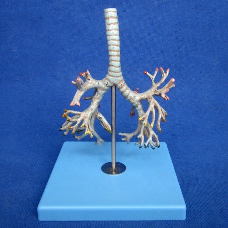 Modèle de bronche humaine médicale Bronche PVC avancée de la trachée Modèle en taille réelle