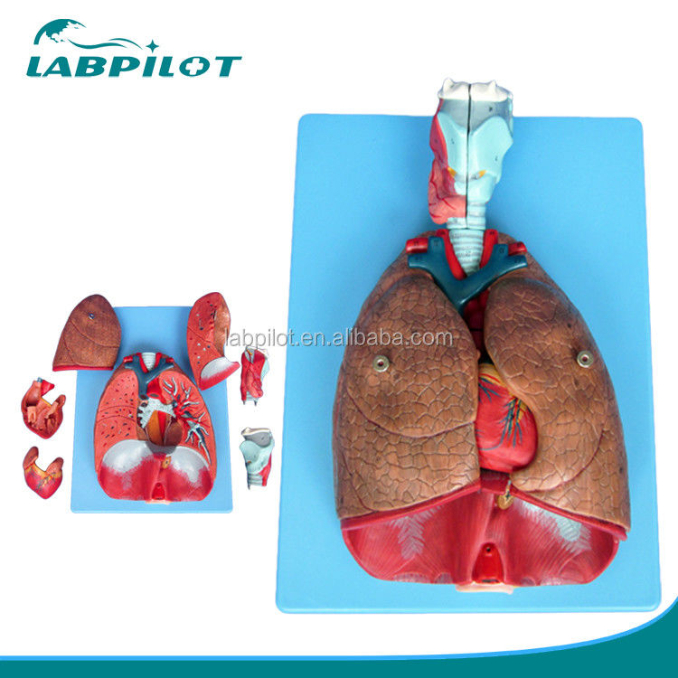 Modèle 3D du système respiratoire humain Larynx Trachée Cœur et poumon pour l'éducation médicale