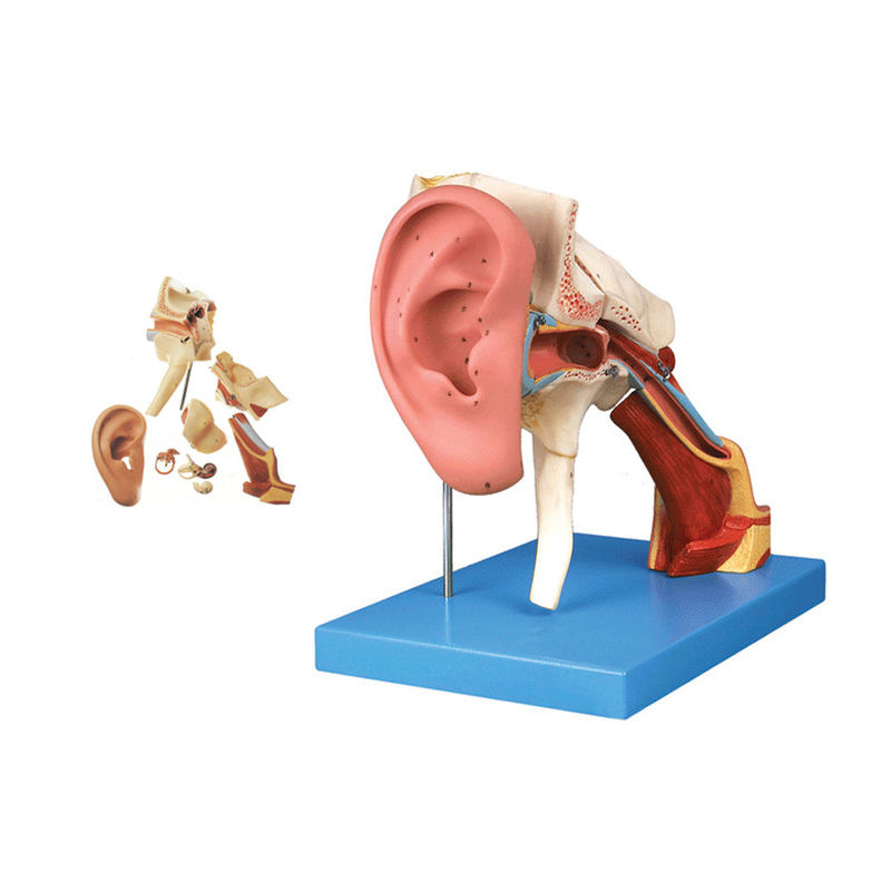 Enseignement avancé de l'anatomie de l'oreille en PVC Modèle 4 fois Amplifié Structure de l'oreille externe et moyenne