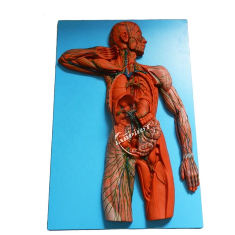 Système immunitaire humain Modèle d'enseignement anatomique Simulateur 3D pour organe du système lymphatique