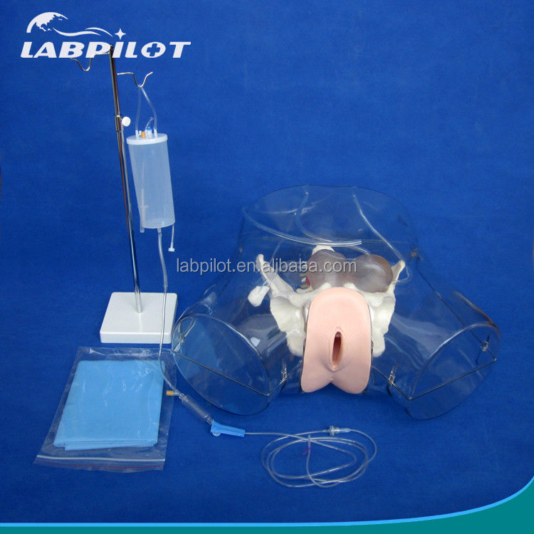 Dilatation transparente du mannequin et curetage du mannequin utérin pour la formation à l'avortement