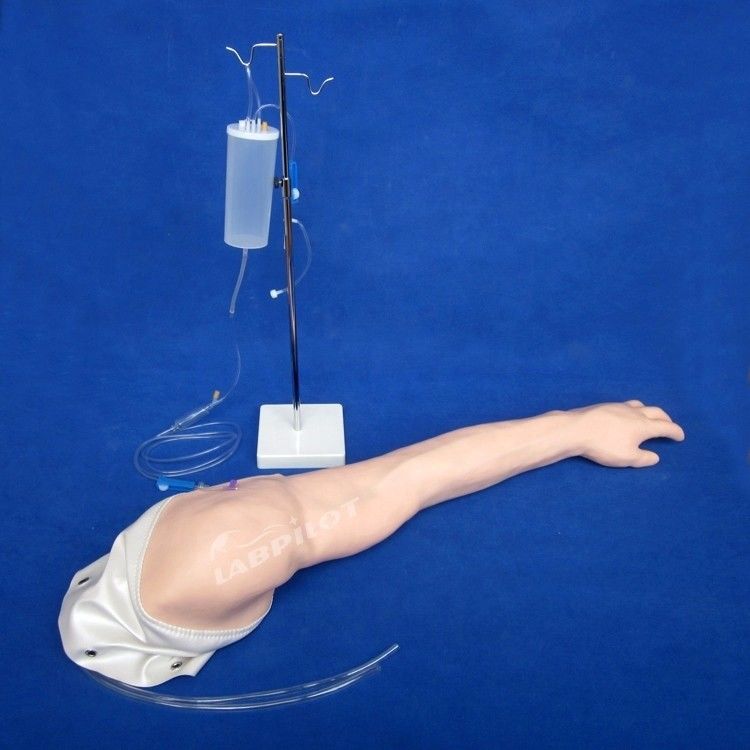 Formation complète à la vénénecture: modèle de taille du bras humain pour les injections IV et IM