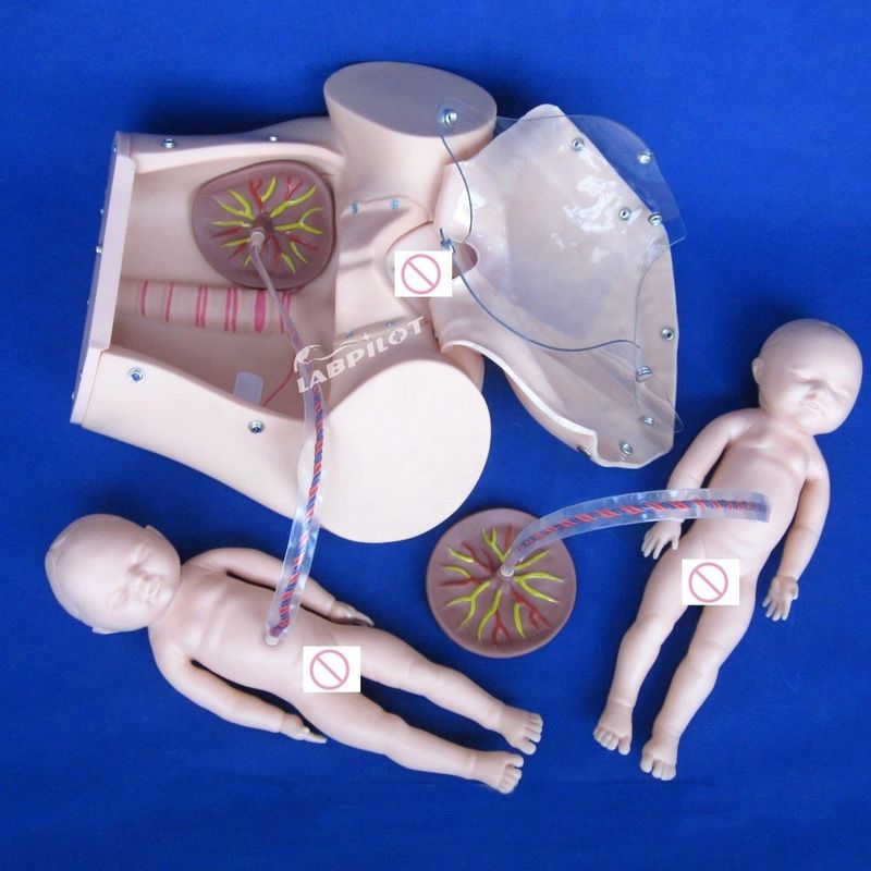 Taille de vie humaine Poupée enceinte Bébé Simulateur d'accouchement pour les sciences médicales Modèle