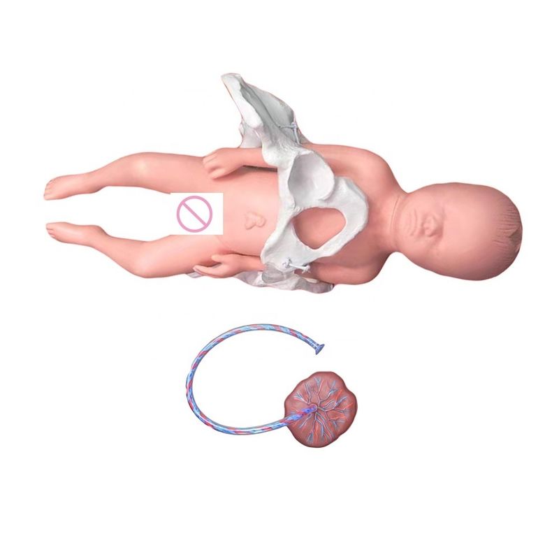 Enseignement médical Manikine Modèle Sujet Science médicale avec le cordon ombilical et le placenta